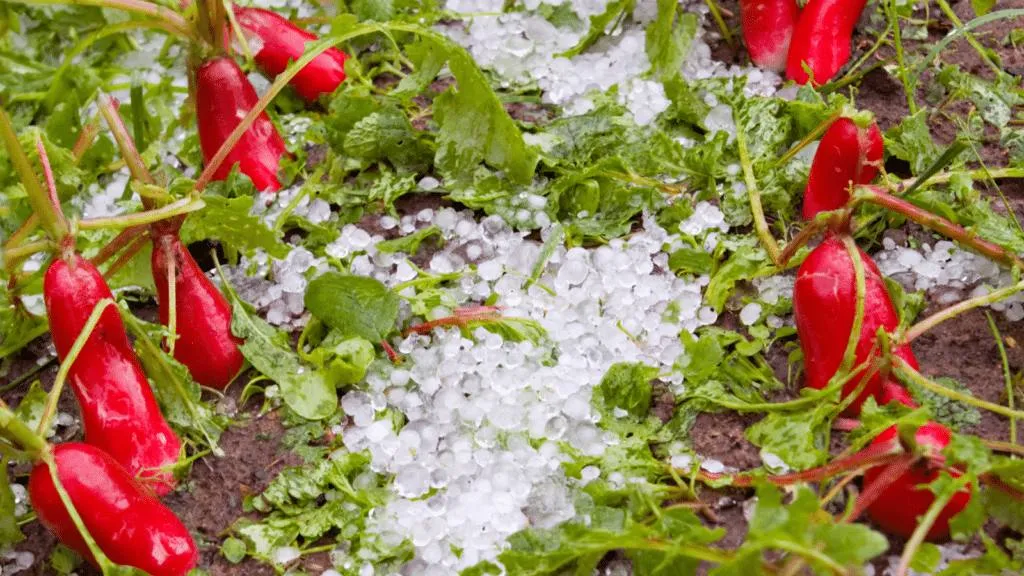 how hail storms affect your ecosystem hail repair guide Certified Hail and Dent Colorado Springs